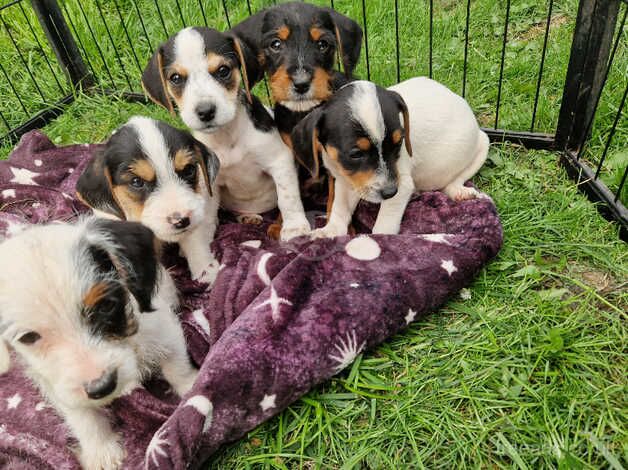 Litter of 5 Jack Russel x Jackapoo pups for sale in Stoke-on-Trent, Staffordshire