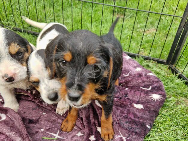 Litter of 5 Jack Russel x Jackapoo pups for sale in Stoke-on-Trent, Staffordshire - Image 2