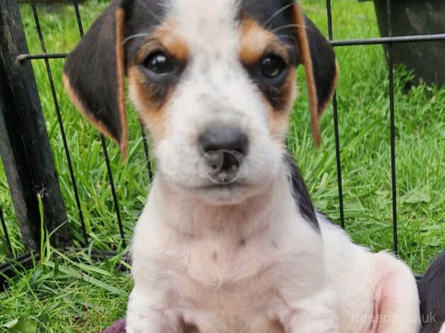 Litter of 5 Jack Russel x Jackapoo pups for sale in Stoke-on-Trent, Staffordshire - Image 3