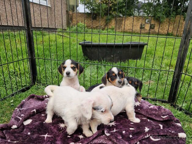 Litter of 5 Jack Russel x Jackapoo pups for sale in Stoke-on-Trent, Staffordshire - Image 4