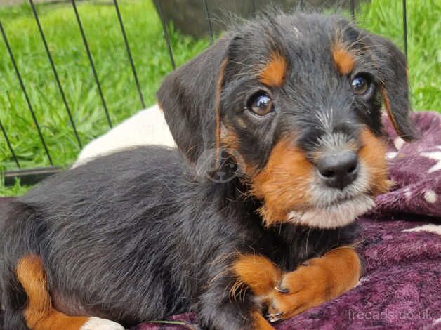 Litter of 5 Jack Russel x Jackapoo pups for sale in Stoke-on-Trent, Staffordshire - Image 5