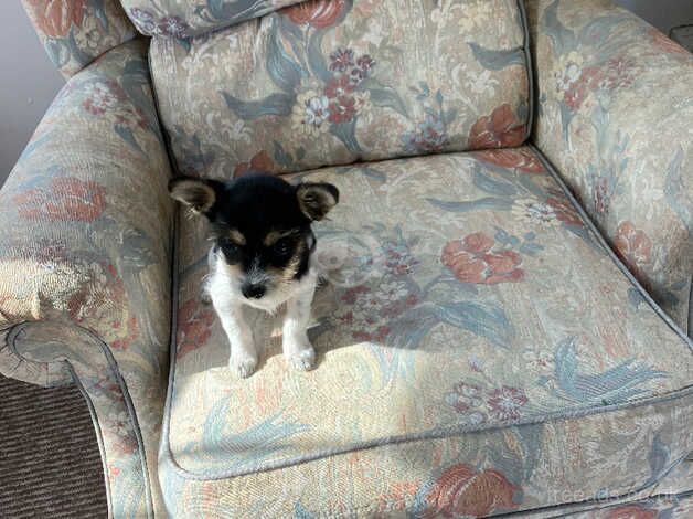 Little Boy Jack Russell for sale in Ipswich, Suffolk