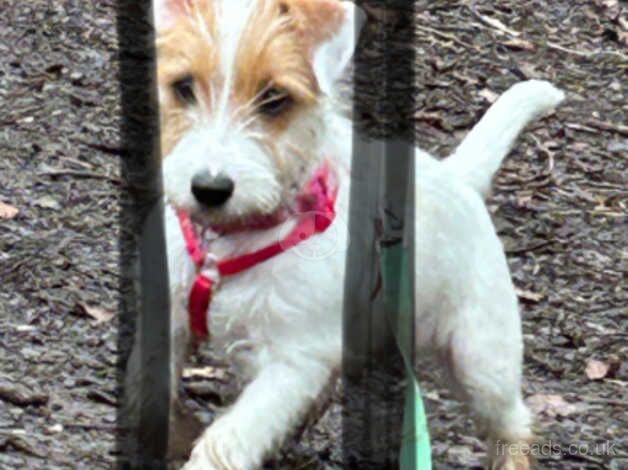 Long hair Jack Russell for sale in Alconbury Weston, Cambridgeshire