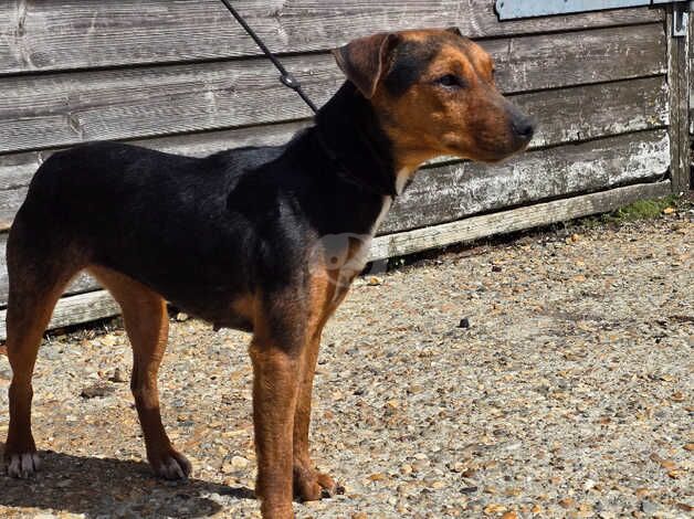 Long legged jackrussell female for sale in Farnham, North Yorkshire