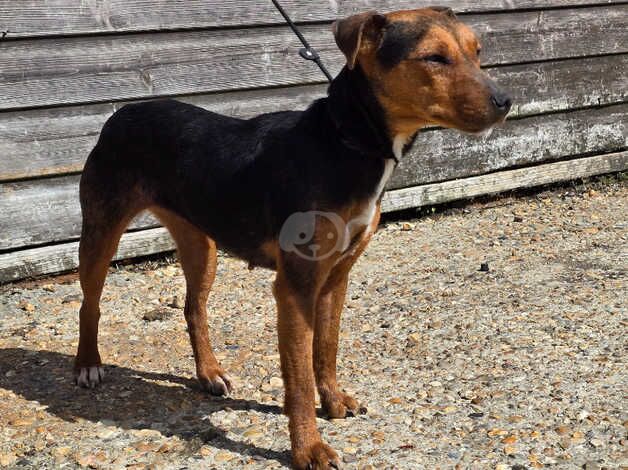 Long legged jackrussell female for sale in Farnham, North Yorkshire - Image 2