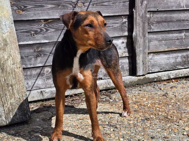 Long legged jackrussell female for sale in Farnham, North Yorkshire - Image 3