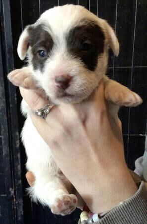 Longhaired/Scruffy Jack Russells for sale in Huntingdon, Cambridgeshire - Image 2