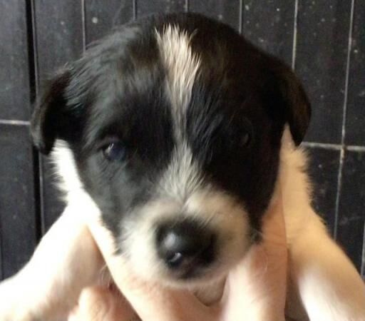 Longhaired/Scruffy Jack Russells for sale in Huntingdon, Cambridgeshire - Image 4
