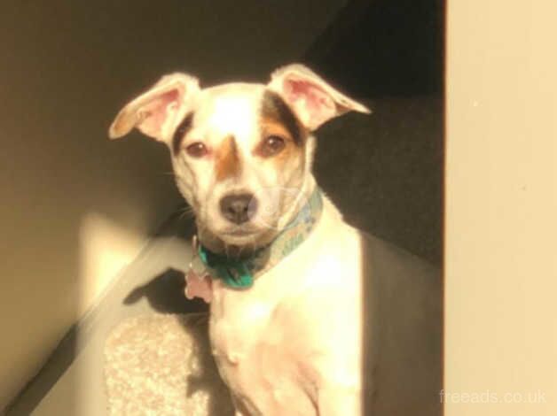 Lovely friendly Jack Russel for sale in Taunton, Greater Manchester - Image 1