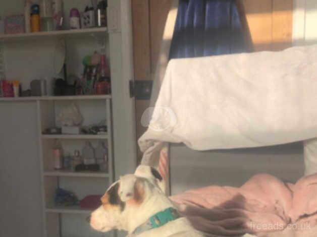 Lovely friendly Jack Russel for sale in Taunton, Greater Manchester - Image 2