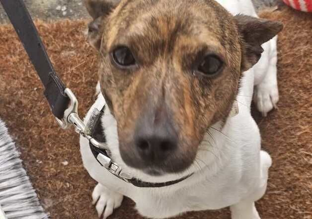 Lovely jack russell for sale in Batley, West Yorkshire