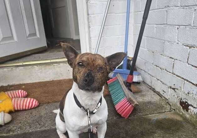 Lovely jack russell for sale in Batley, West Yorkshire - Image 2