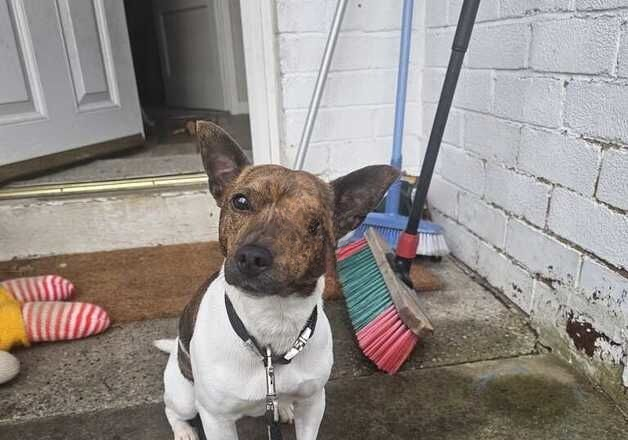 Lovely jack russell for sale in Batley, West Yorkshire - Image 3