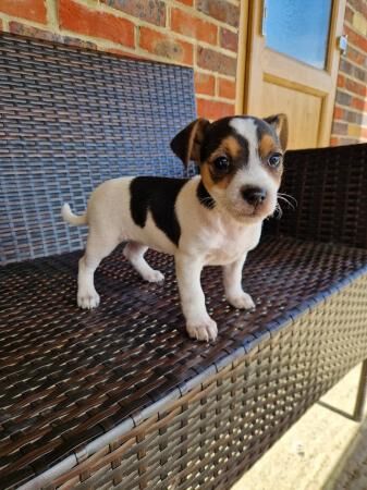 Lovely Jack Russell puppys for sale in Soberton, Hampshire