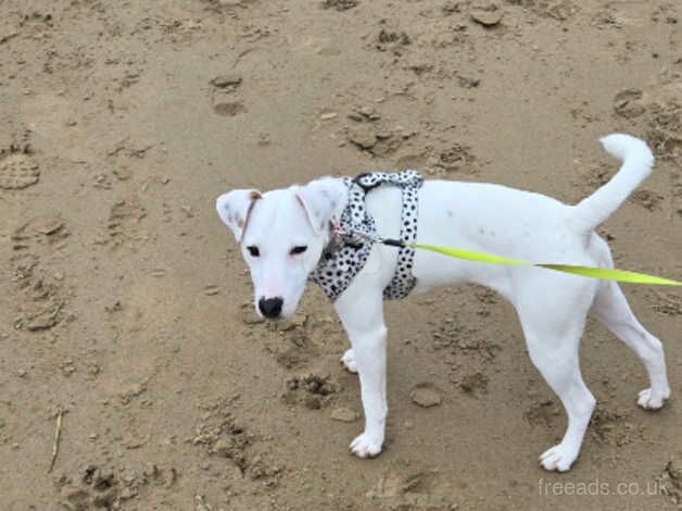 Luna jack russell puppy for sale in Weston-super-Mare, Somerset