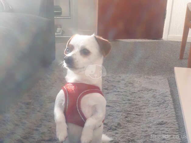 Male 4 year old neutured Jack cross for sale in Newtownabbey - Image 4