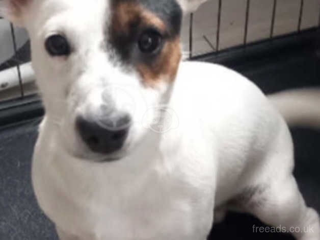 Male & female jack Russel cheap for sale in Portslade Village, East Sussex