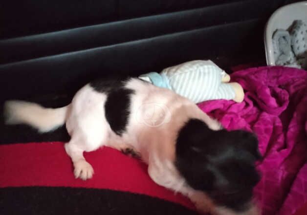 Male Jack Russell boy for sale in Skegness, Lincolnshire