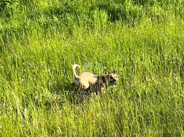 Male Jack Russell for sale in Exeter, Devon - Image 2