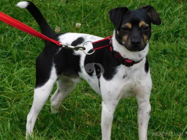 Male Jack Russell for sale in Great Yarmouth, Norfolk