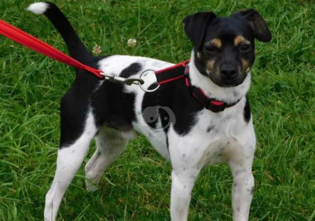 Male Jack Russell for sale in Great Yarmouth, Norfolk