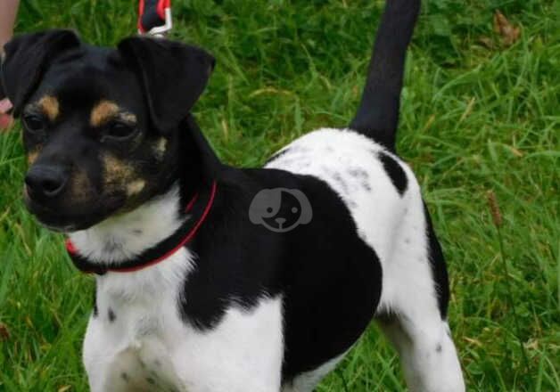 Male Jack Russell for sale in Great Yarmouth, Norfolk - Image 2