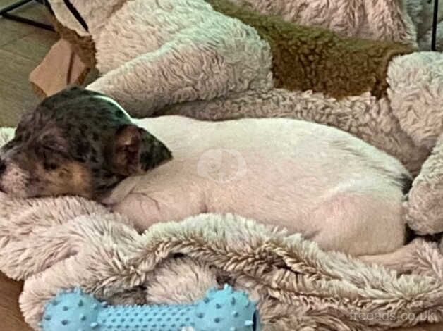 Male Jack russell puppy 9 weeks for sale in Cranleigh, Surrey