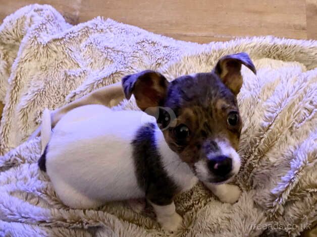 Jack Russells for sale in Cranleigh, Surrey