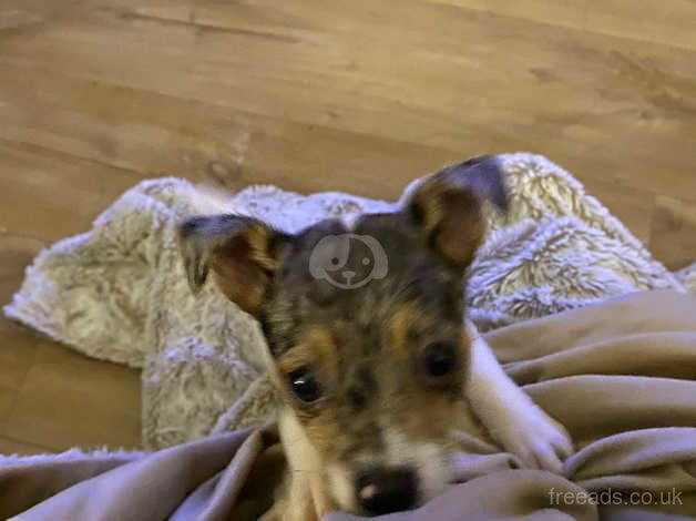 Male Jack russell puppy 9 weeks for sale in Cranleigh, Surrey - Image 3