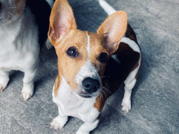 Male Jack Russell puppy for sale in Bodmin, Cornwall