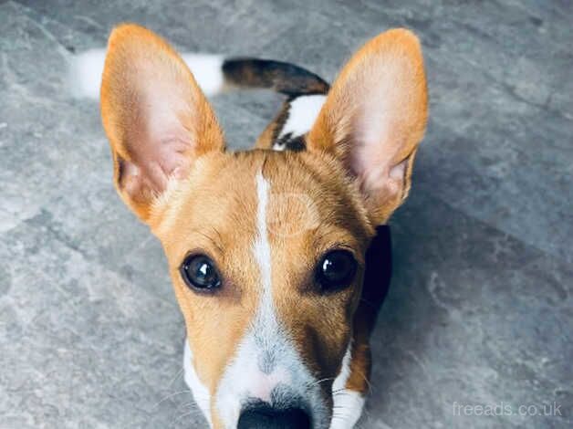 Male Jack Russell puppy for sale in Bodmin, Cornwall - Image 2