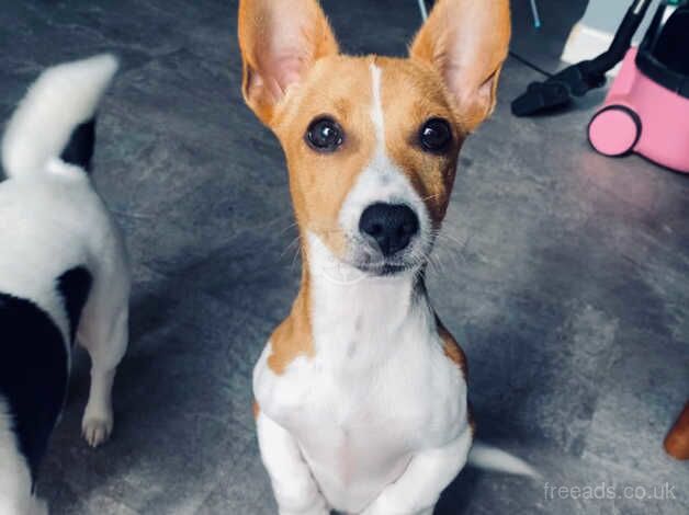 Male Jack Russell puppy for sale in Bodmin, Cornwall - Image 3