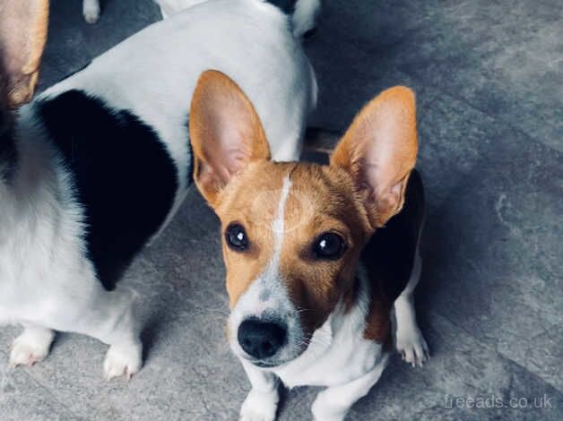 Male Jack Russell puppy for sale in Bodmin, Cornwall - Image 4