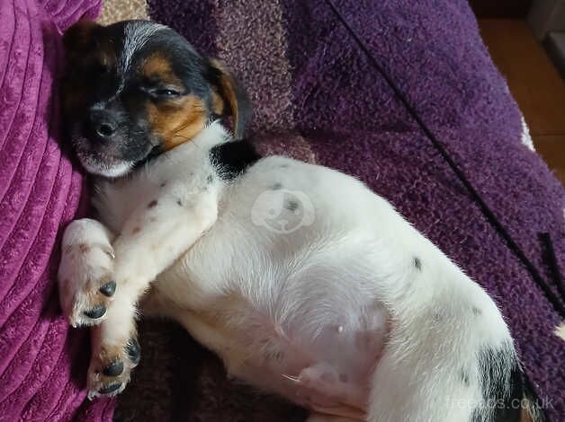 Jack Russell Puppies For Sale Under £1,000