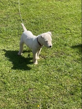 MaleJack russell dog for sale in Morecambe, Lancashire - Image 1