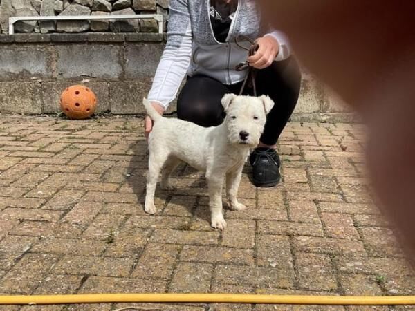 MaleJack russell dog for sale in Morecambe, Lancashire - Image 2