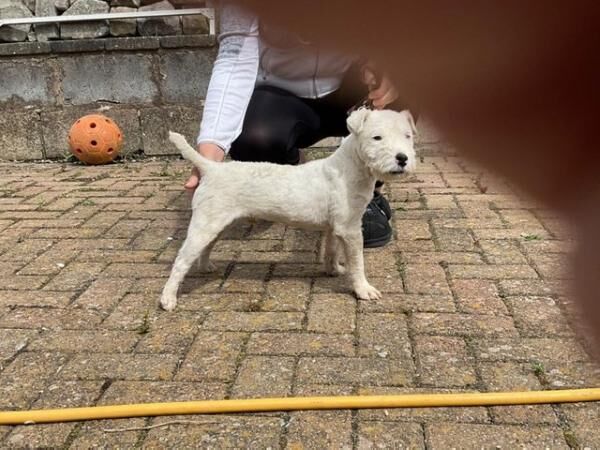 MaleJack russell dog for sale in Morecambe, Lancashire - Image 3