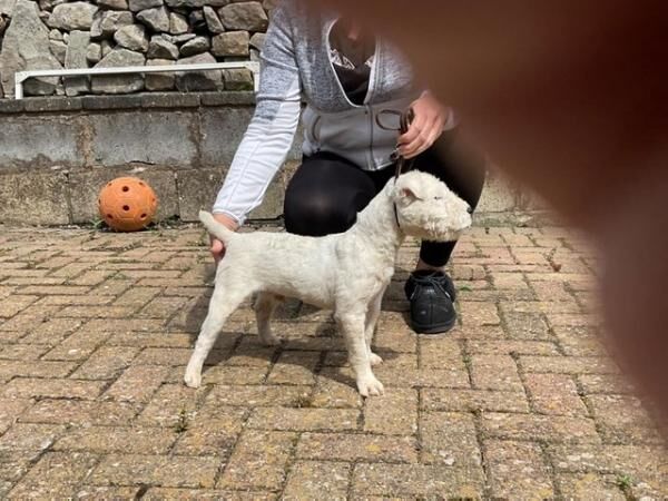 MaleJack russell dog for sale in Morecambe, Lancashire - Image 4