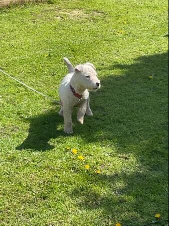 MaleJack russell dog for sale in Morecambe, Lancashire - Image 5