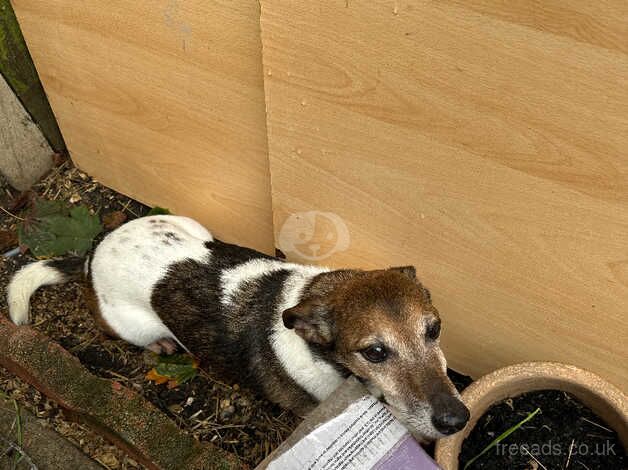 Max the jack russel for sale in Portsmouth, West Yorkshire