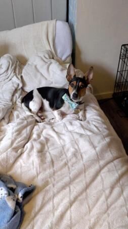 Max the jack russell for sale in Blackpool, Lancashire