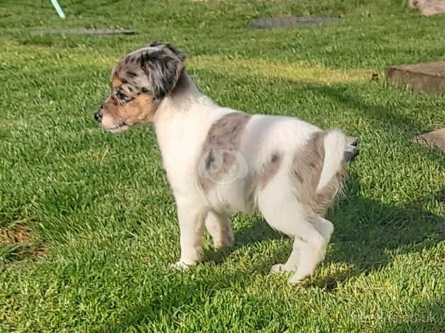 4 BEAUTIFUL jack Russell puppies for sale in Chinnor, Oxfordshire