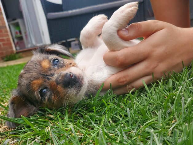 4 BEAUTIFUL jack Russell puppies for sale in Chinnor, Oxfordshire - Image 3