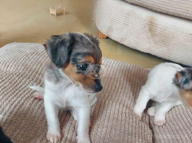 4 BEAUTIFUL jack Russell puppies for sale in Chinnor, Oxfordshire - Image 4