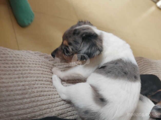 4 BEAUTIFUL jack Russell puppies for sale in Chinnor, Oxfordshire - Image 5