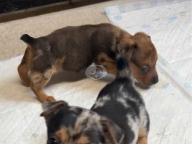 Merle Jack Russell for sale in Tredegar, Blaenau Gwent - Image 1