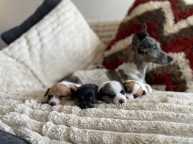 Merle jack russell puppies for sale in Walsall, West Midlands - Image 1