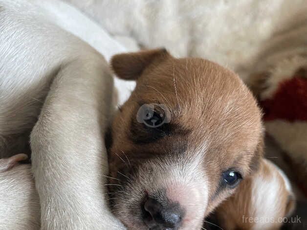 Jack Russell Puppies for sale in West Midlands