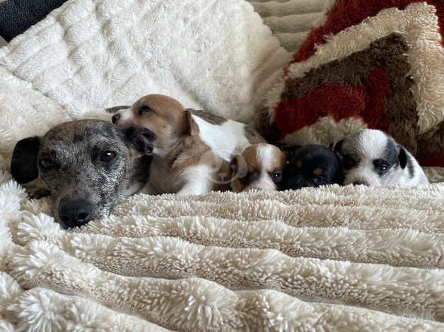 Jack Russell Puppies for sale