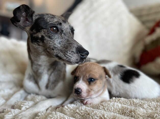 Merle jack russell puppies for sale in Walsall, West Midlands - Image 5